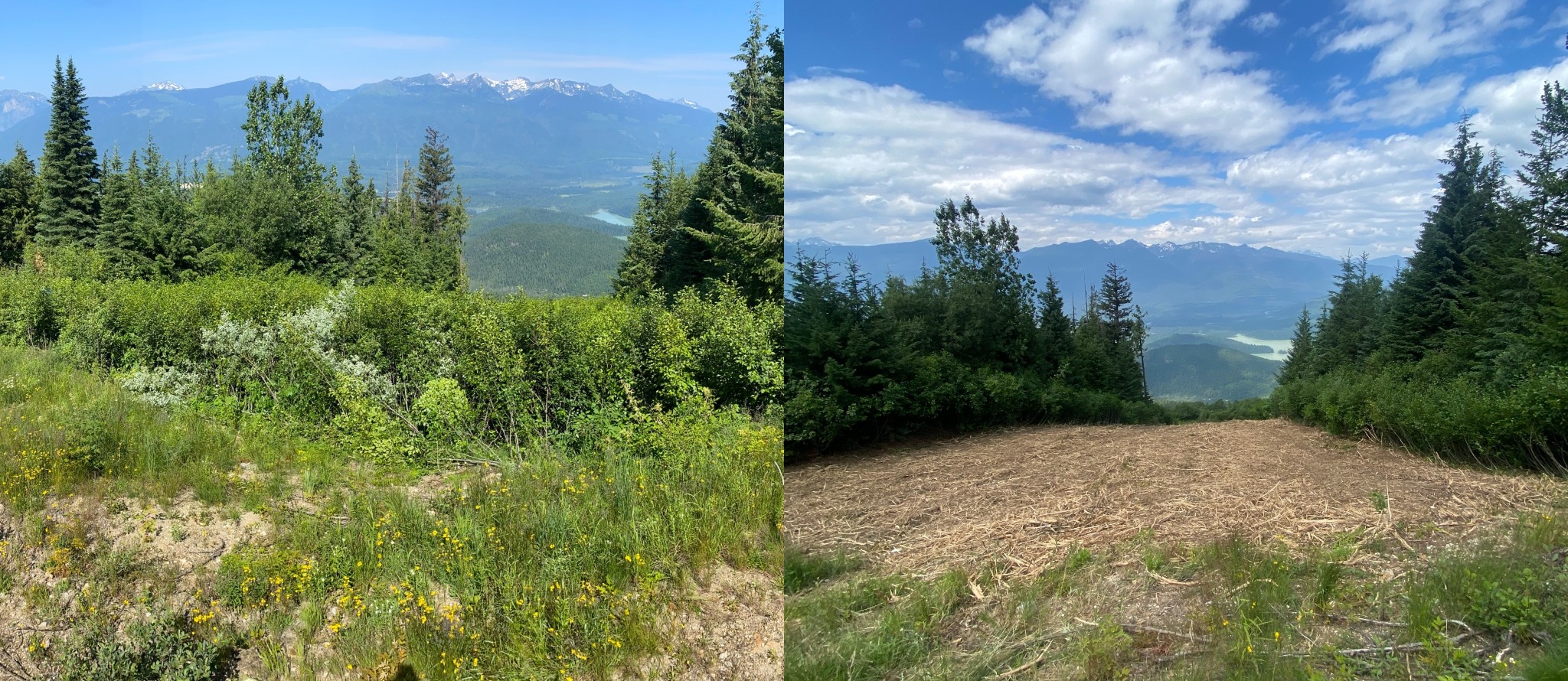 Blue River vegetation treatment before and after
