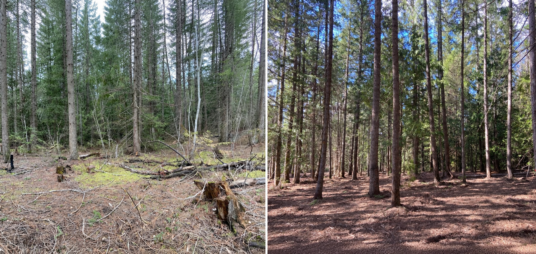 Enderby site before and after fuel treatment