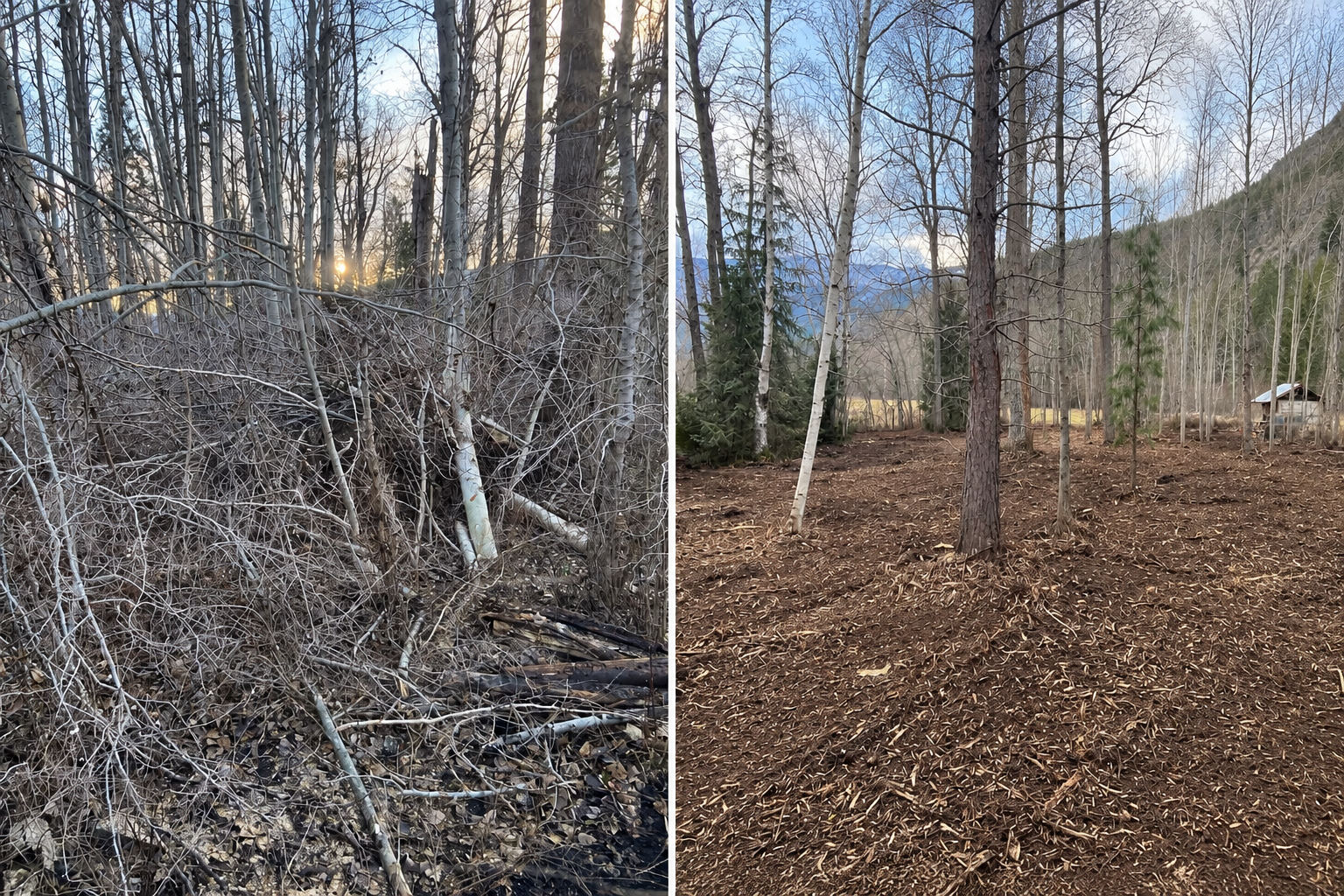 Salmon Arm property before and after forestry mulching