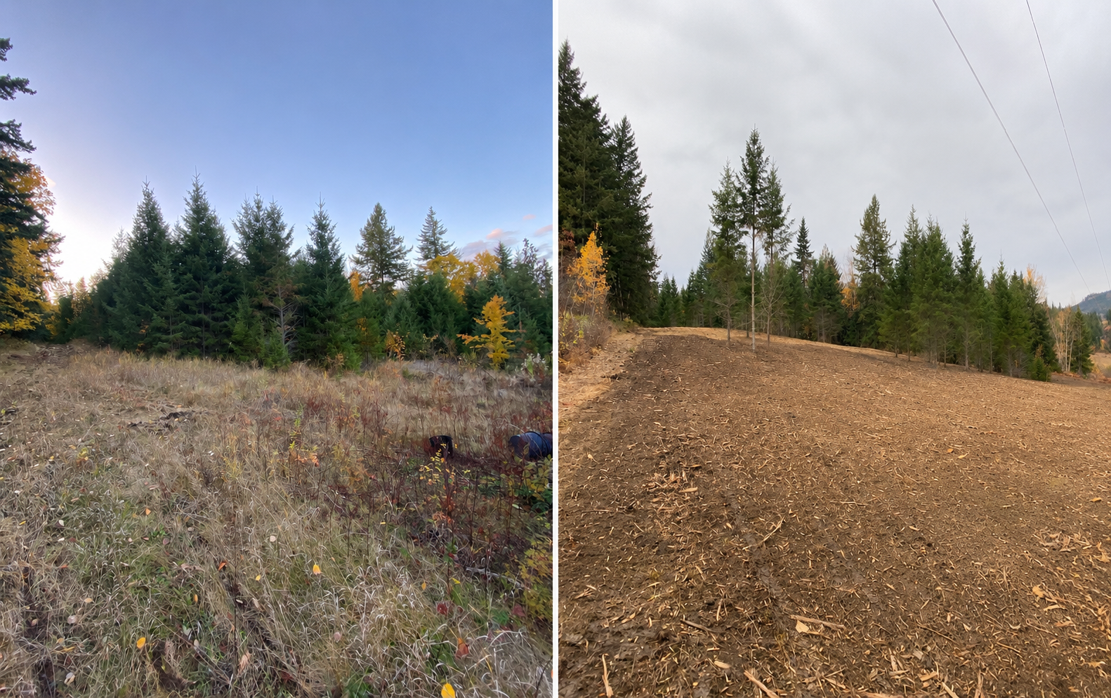 Tappen site before and after vegetation clearing